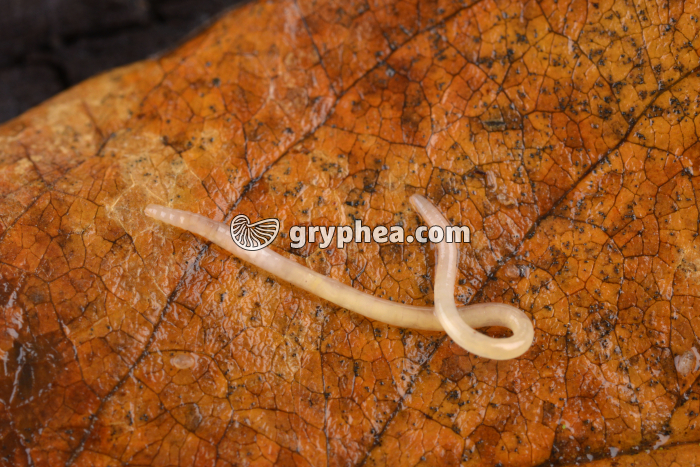 Enchytréide - gryphea.org